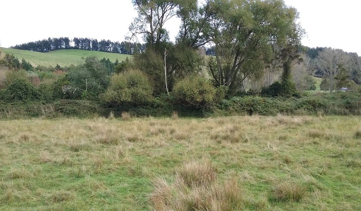 The river corridor beyond the grazed pasture has opportunities for restoration, rongoā planting, and eco-tourism.