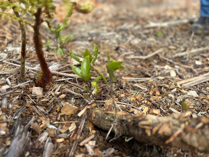 To support natural processes and successional planting, active rehabilitation processes rely on the existing seed bank within the vegetation clearance and forest duff