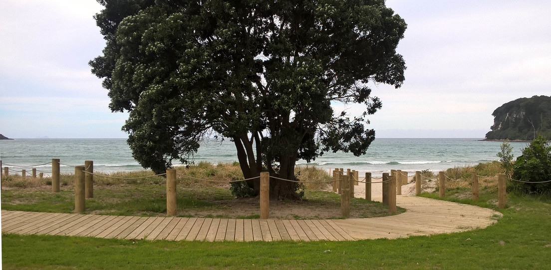 An existing pohutukawa becomes a pivot point for the boardwalk