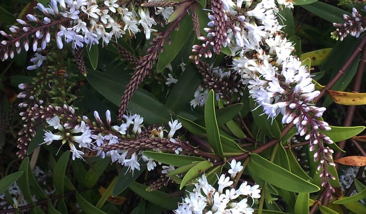 Veronica jovellanoides is one of regionally critical plants identified in the assessment. The region is the national stronghold for this species where it is only found in Auckland’s unique cool forest habitat. Image credit - Peter de Lange.