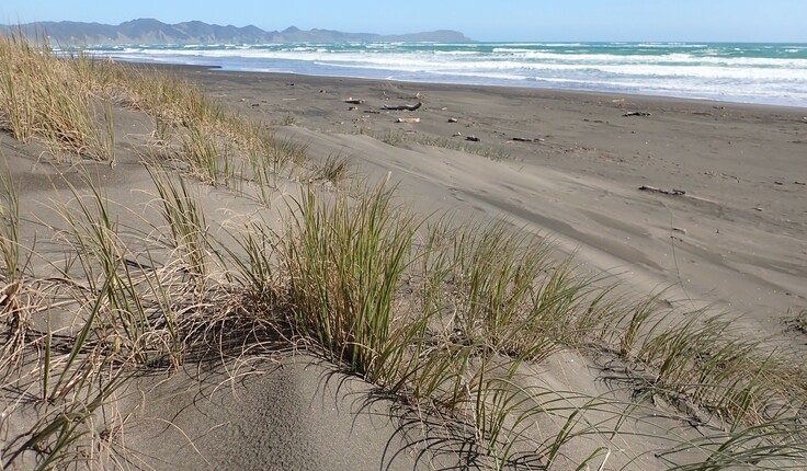 Kāwhia dunes