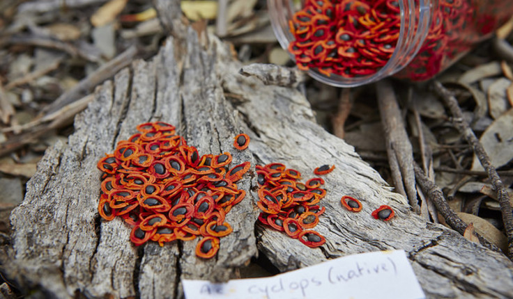 Some of the very different species Simon works with - these are acacia seeds