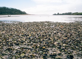 The Long Bay Okura Great Park Society claims OHL is disregarding the special values of the estuary. Photo credit: Geoff Reid, Photographer and Environmentalist.