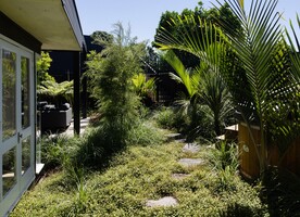 Richard Neville of Neville Design Studio says this Morningside Garden in Auckland is biodiverse.