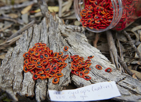 Some of the very different species Simon works with - these are acacia seeds