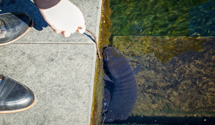 Avon River habitat retention and restoration enlivens river fauna and flora - eels, trout and inaka have returned.