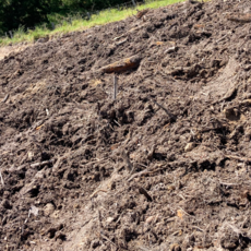 Forest floor or duff, is a vital part of forest ecosystems