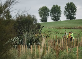 The ongoing stewardship of the Waikeria Prison site and farmland is the key guiding principle for the landscape and ecological works. This has involved conservation of existing highly valued resource areas, enhancement of existing landscape and ecological values, restoration of degraded landscapes and a long-term vision of ecological biodiversity. A revegetation and restoration plan was prepared with Puniu River Care Incorporated, Maniapoto ki Te Raki, Raukawa Charitable Trust and Te Roopū Kaumātua o Waikeria. This plan was integrated with the Landscape and Visual Mitigation Plan and Ecological Enhancement and Mitigation Plan.