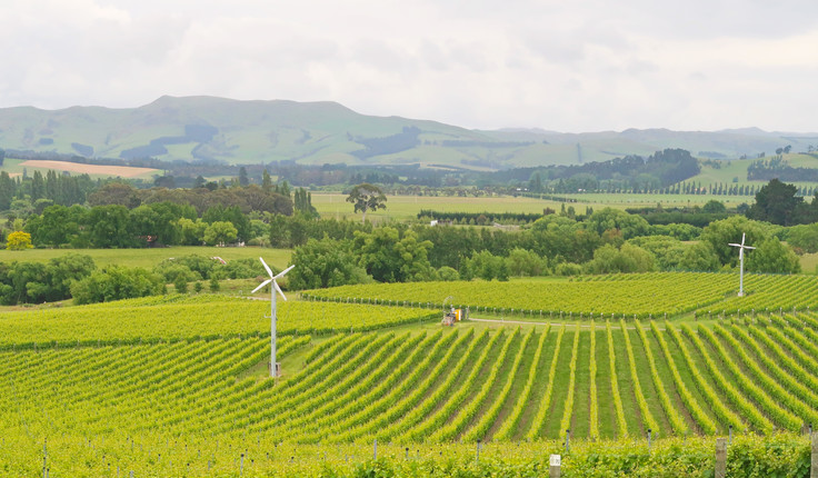 View across the vineyard