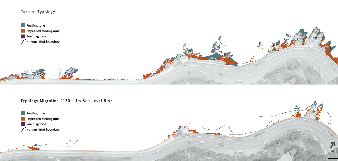 Shorebird Habitat reduction due to Sea Level Rise