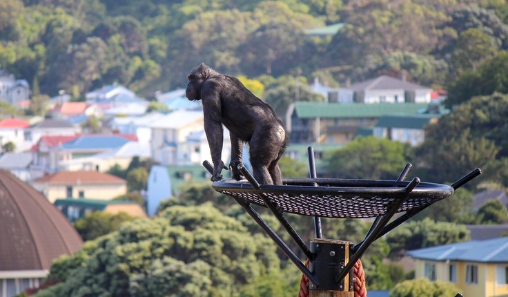 The judges felt the captive environment for the chimps at Wellington Zoo has been enhanced while educational and conservation outcomes have also been strengthened.