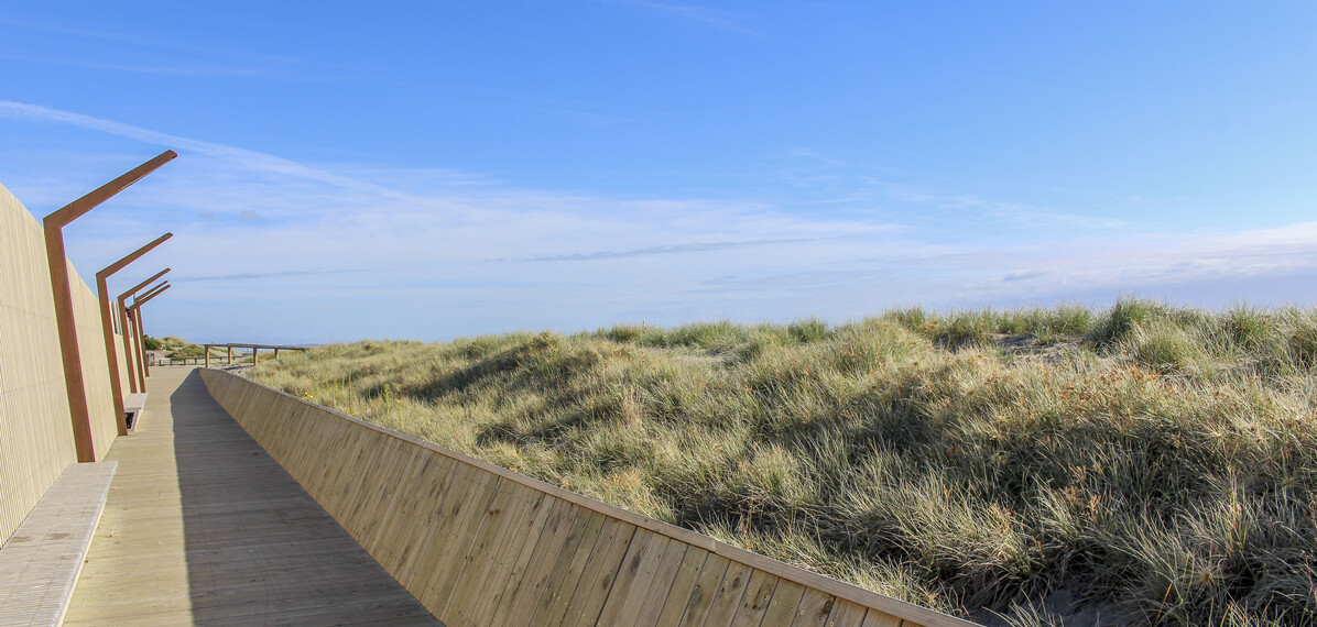 View of the successful dune regeneration from the boardwalk.