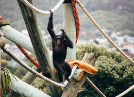 450m of poles, 8 marine grade ropes, 8 steel nests, all reaching high into the sky, providing new climbing and swinging experiences as well as all important sneaky hiding places to keep the chimps active and health