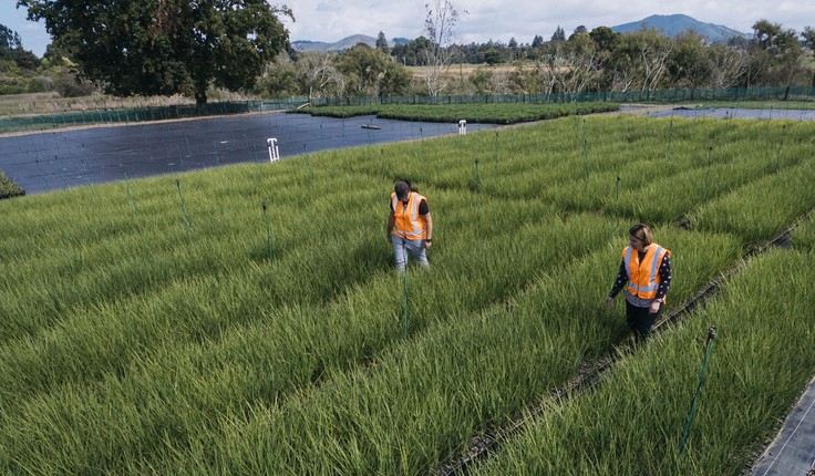 Central to the plan, and a condition of the Tangata Whenua Liaison Group was the establishment of a native plant nursery within the prison designation, and that, where practicable, plants for riparian revegetation will be sourced from within the ecological district. Where practicable implementation of the riparian revegetation and restoration plan is being undertaken by prisoners as part of the custodial rehabilitation and training programmes.