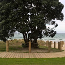 An existing pohutukawa becomes a pivot point for the boardwalk