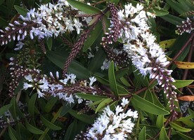 Veronica jovellanoides is one of regionally critical plants identified in the assessment. The region is the national stronghold for this species where it is only found in Auckland’s unique cool forest habitat. Image credit - Peter de Lange.