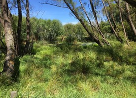 Gill Lawson says she is learning to see the colours and textures in the Canterbury wetlands.