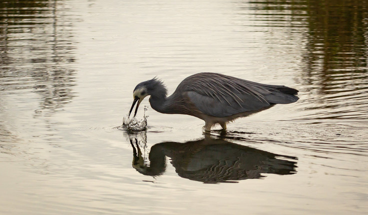 Pukehina Eco Village would create 35 ha of lake and 100 ha of wetlands. Photo credit - Leigh Nicholas.