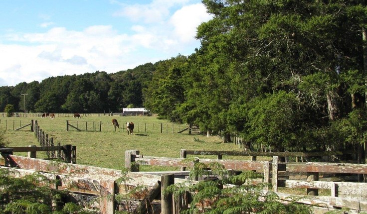 Totara in Tutukaka, Northland