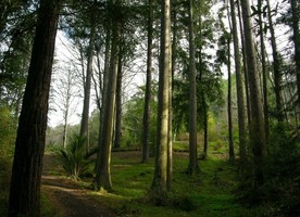 Eastwoodhill - New Zealand's national arboretum could play a role in preserving species threatened by climate change