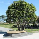 Seating and planting around an existing pohutukawa enhanced with a contrast concrete band