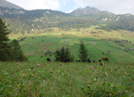 Meadow living roof, Therme Vals, Switzerland