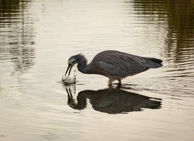 Pukehina Eco Village would create 35 ha of lake and 100 ha of wetlands. Photo credit - Leigh Nicholas.