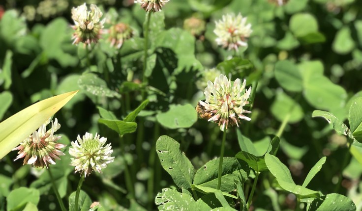 Reid realised many of Auckland pollination patches were disconnected.