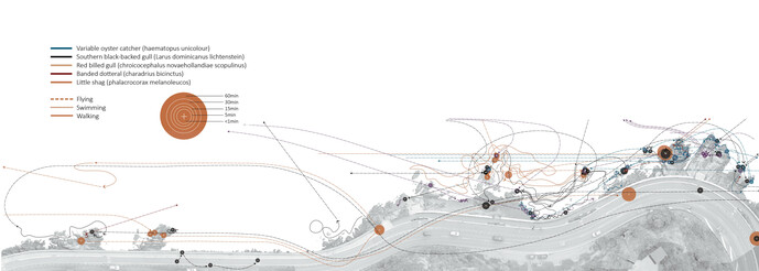 Shorebird Behaviour Mapping