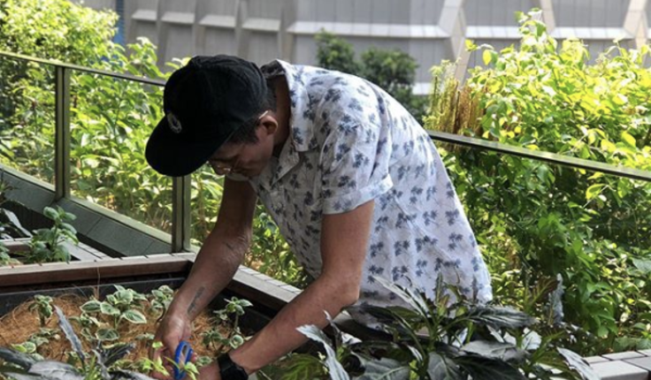 Edible Garden City built the garden at OUE Downtown Gallery, not only as a space where office workers could seek respite, but also as a productive garden for chefs from the adjacent vegan restaurant, HRVST. Photo Credit: Edible Garden City.