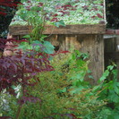 Garden Shed Living Roof, London - Photo by Zoë Avery