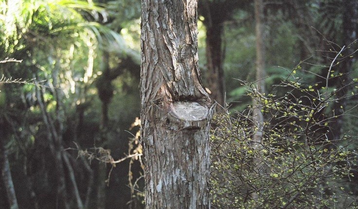 Severe pruning of a tōtara tree