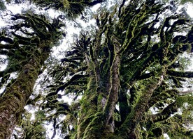 This stunning image is of Pureora Forest and is by Isthmus’ Simon Button.  NZILA President Henry Crothers says the Institute is very grateful to Simon to have been able to use it in both Te Tangi a Te Manu and Tuia Pito Ora - He Whakaahua - the NZILA’s 50th anniversary publication.