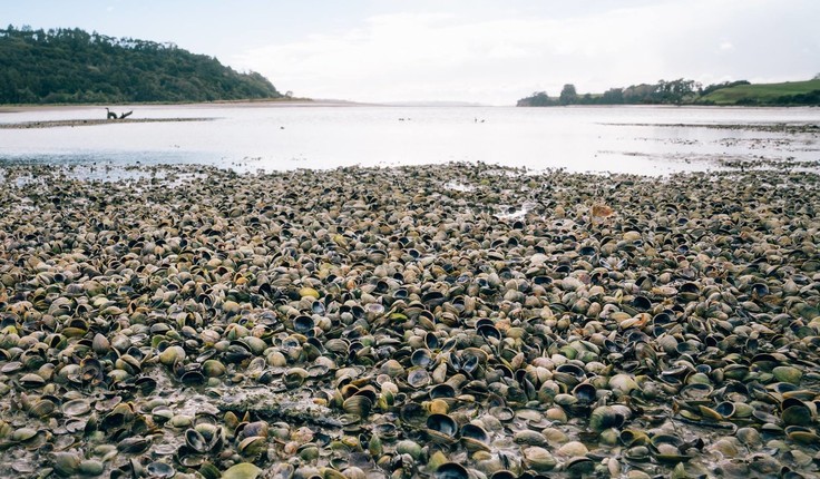 The Long Bay Okura Great Park Society claims OHL is disregarding the special values of the estuary. Photo credit: Geoff Reid, Photographer and Environmentalist.