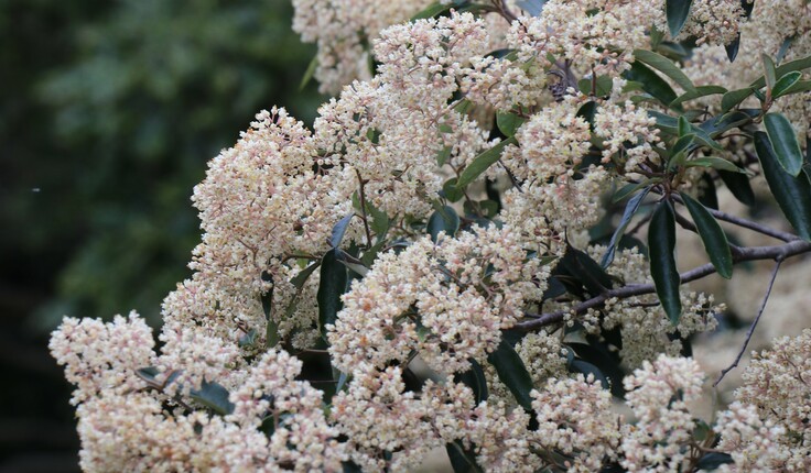 Pomaderris hamiltonii [pale flowered kumarahou] is largely only found in the Auckland region. Image credit - Jack Hobbs.